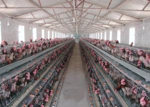 Quality Smooth Surface Livestock Farming Equipment For Automated Egg Collection for sale