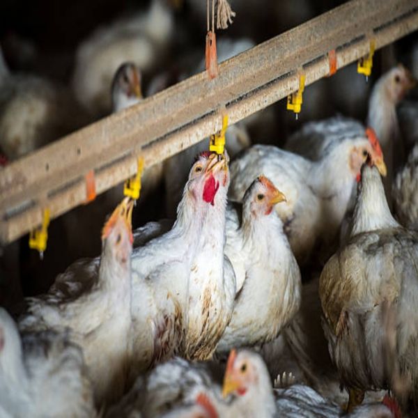 Economical Automatic Broiler Ground Breeding System with Galvanized Steel Chicken Farm Equipment