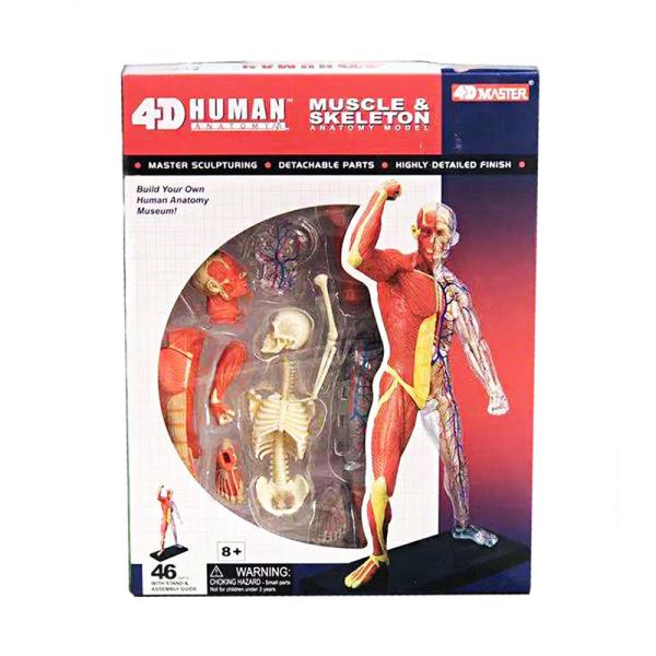 Puzzle Muscle 4d Master Human Anatomy Doll 46 Parts Assembled