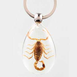 Quality 20pcs Resin Insect Specimen Keychain As Beautiful Fashion Key Chain for sale
