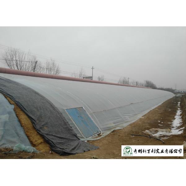 Fresh Organic Chinese Cabbage No Stain Green Color For Salad Factory