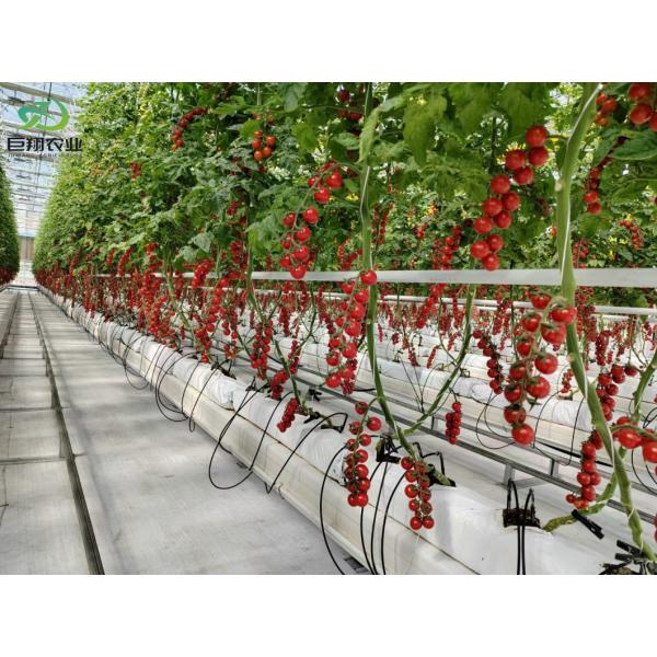 Best Selling Multi-Span Glass Greenhouse with Tomato Hydroponic Growing System