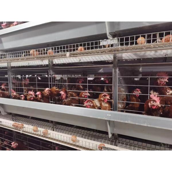 High Efficiency Poultry Keeping Machinery Long Service Life For Tropical Area