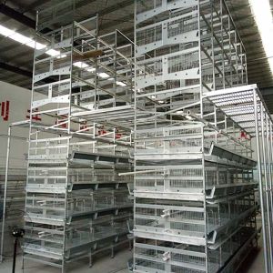 Quality Automatic Layer Poultry Farming Equipment Battery Chicken Egg Layer Cage System for sale