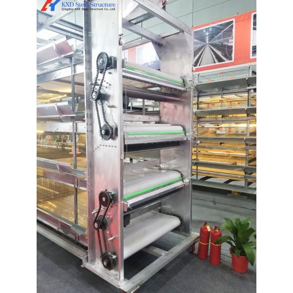Custom Automatic Chicken Egg Collection System For Layers Cage Feeding
