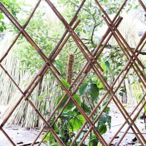 Quality Garden Furniture Natural Bamboo Stakes Raw Bamboo Poles 40cm To 500cm Height for sale