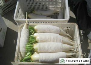 Quality Healthy Fresh White Radish , Clean Giant White Radish Without Pollution for sale