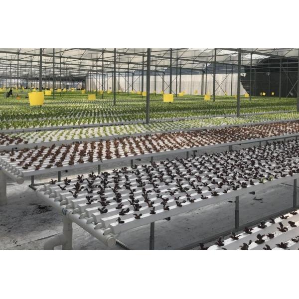 NFT Hydroponic Growing System