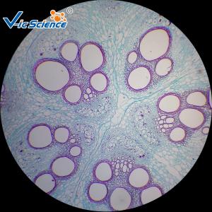 Quality Commercial Prepared Microscope Slides Animal And Plant Mix Suit 50pcs for sale