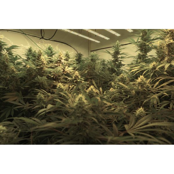 Energy Saving Led Veg Grow Lights / Indoor Grow Lamps No Noise Easy To Maintain