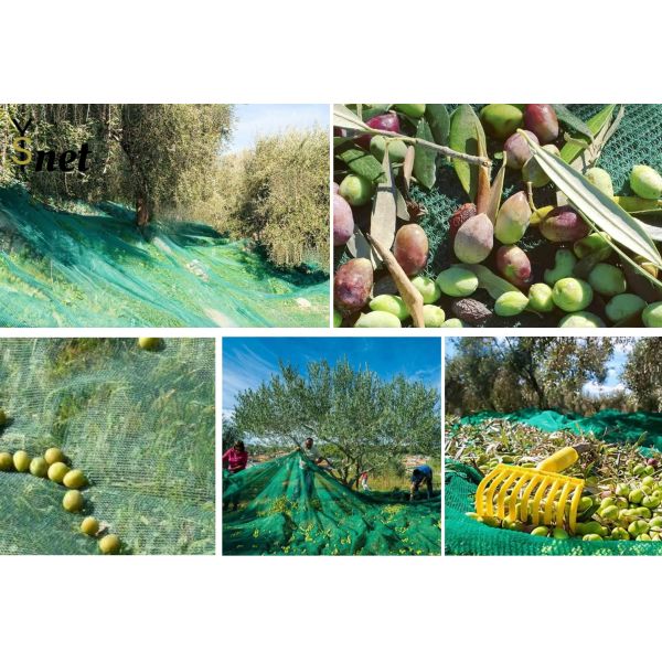 Green Olive Harvest Net 8x12m 8x14m Fruit Collection Net 90g