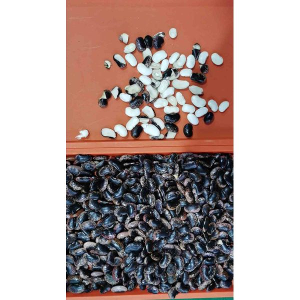 500 Kgs/H Capacity Beans CCD Color Sorter With 32 Ejectors