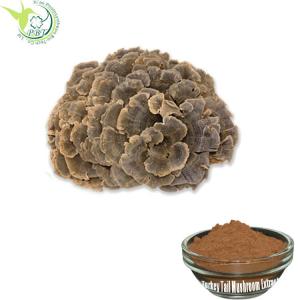 China Organic Turkey Tail Mushroom Trametes Versicolor 10% Beta Glucan 30% Coriolus Versicolor Polysaccharide Extract on sale