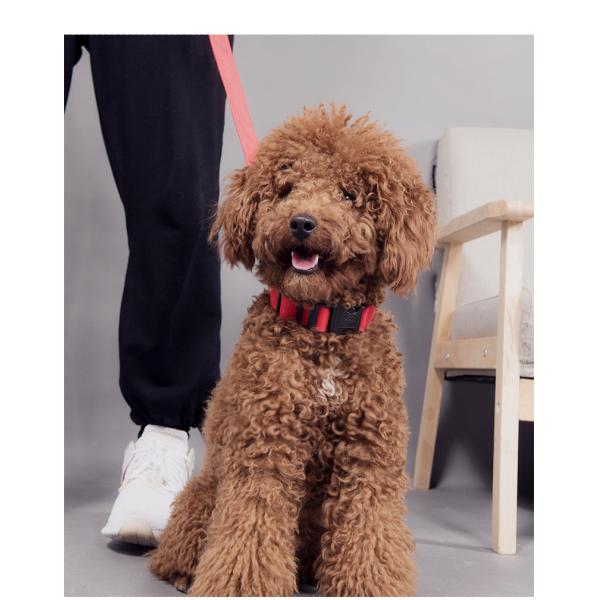 Pet dog cat charging LED light flashing dog collar USB rechargeable led dog collar