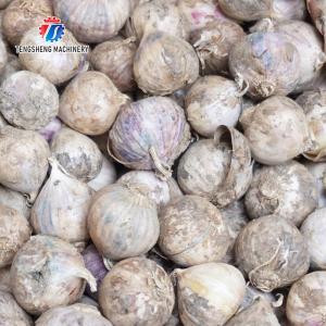Garlic splitting machine minced garlic processing production Line