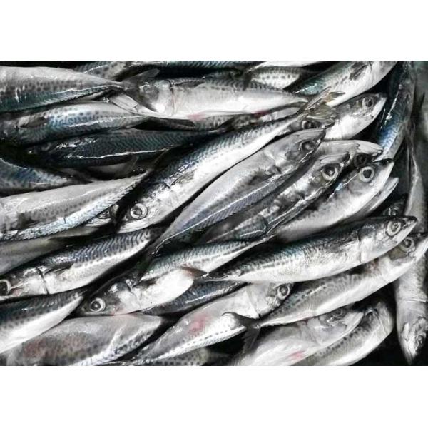 Fresh Frozen Seafood Pacific Makerel Fish Iso Trachurus Trachurus