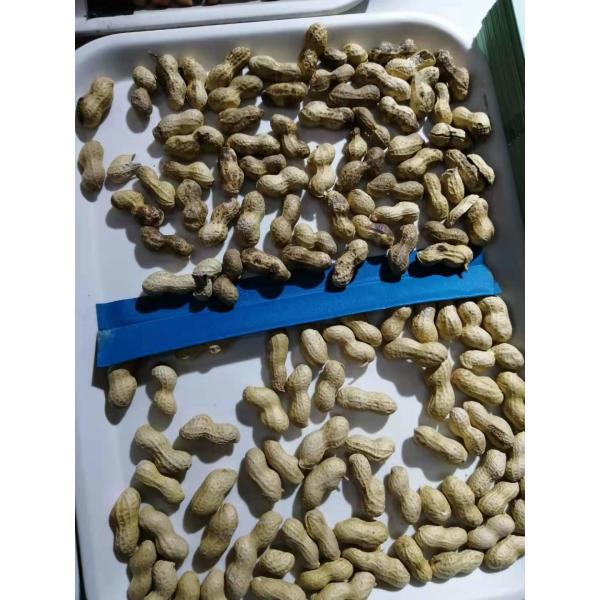 Peanut Groundnut Optical Sorting Machine High Accuracy Stainless Steel Almond Raisin Sorter