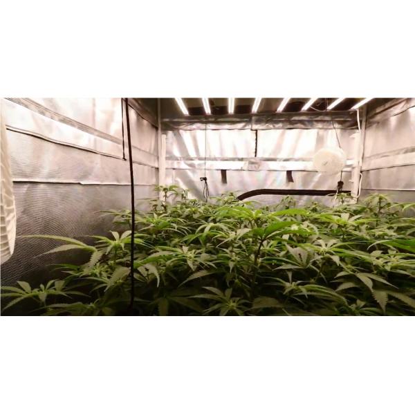 310nm AC400V LED Herb Grow Light For Greater Production