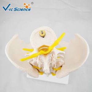 Bilological Vertebrae Anatomical Skeleton Model Pelvis With 5pcs Lumbar