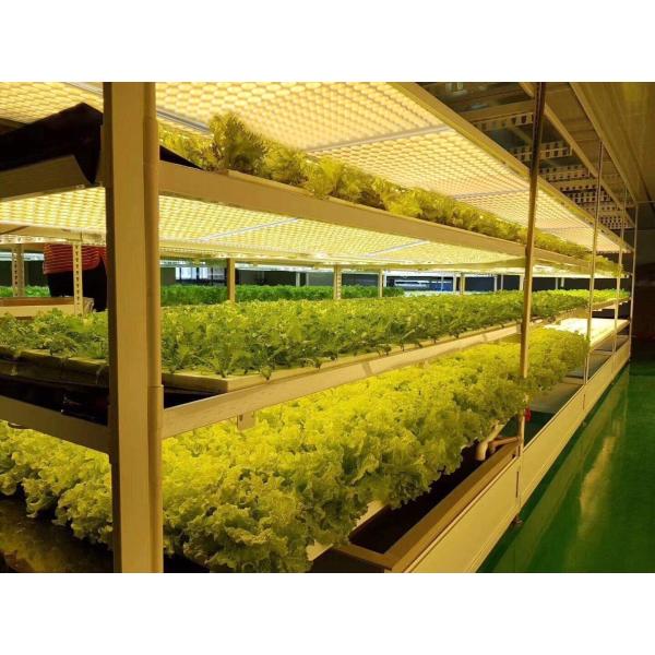 Indoor 120W 2.5umol/J Quantum Led Grow Lights