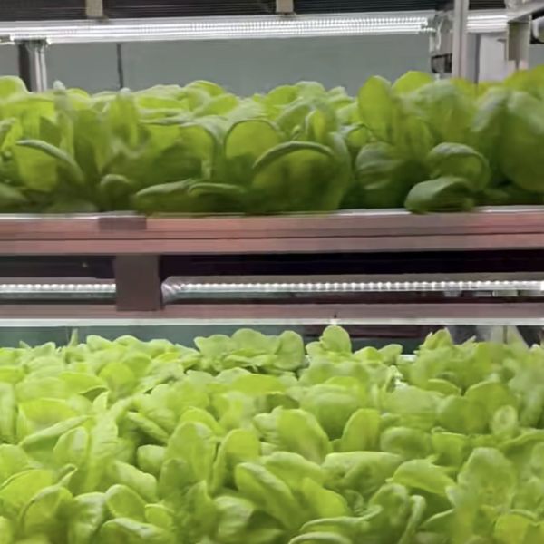 Containe Greenhouse for Leafy Veggies