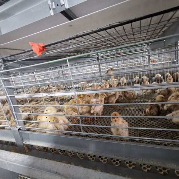 Battery Broiler Chicken Cage Poultry Drinking System