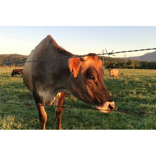 Anti-climbing Hot Dipped Galvanized Barbed Wire for Zimbabwe Farm Length Per Roll