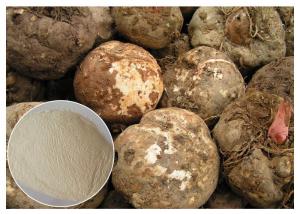 Quality Food Ingrediens  Konjac glucomanan powder pure soluble fiber Organic Konjac Root Extract Gum for sale
