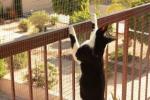 Customized Mesh Size 10m X 3m White Balcony Protection Knotted Netting Cat