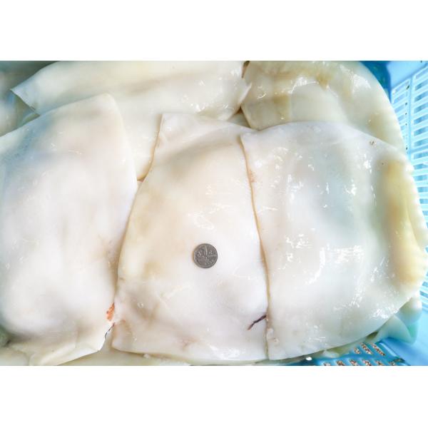 frozen equator Squid 1000g 2000g Size