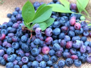 China Bilberry Extract,Anthocyanidins 25% on sale