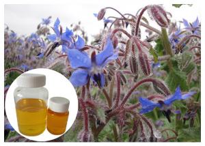 Quality Borage Seed Organic Plant Oils Omega 6 Gamma Linolenic Acid Lower Blood Pressure for sale