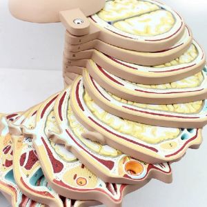 horizontal section of brain nerve function medical brain tomography 12-slice