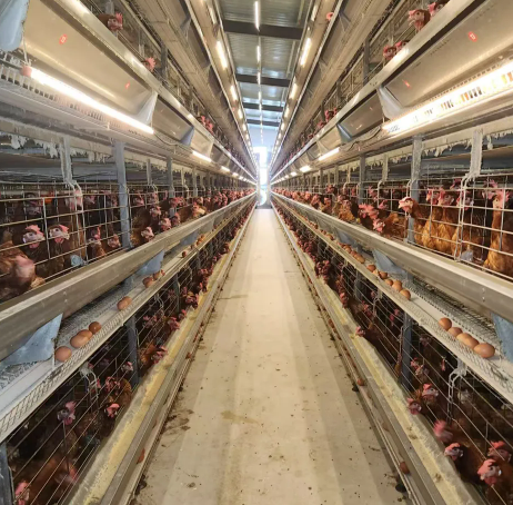 Hot-Dip Galvanized H Type Layer Cage with Modular Structure for 3rd to 8th Floor Poultry House