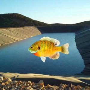 Customizable Geomembranes for Aquaculture Pond Swimming Pool Reservoir and Dam