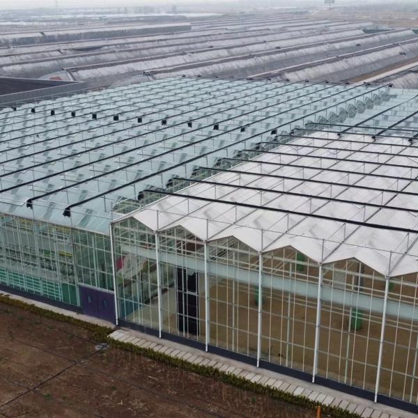 Steel Structure Chinese Origin Hydroponic Glass Greenhouse for Building Materials