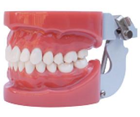 Buy Standard Oral Dental tooth teaching model----A1 at wholesale prices