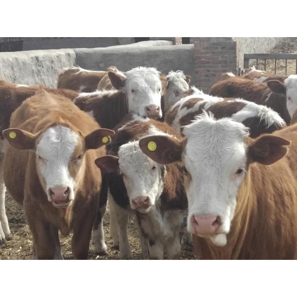 32*24mm UHF Cattle Tags