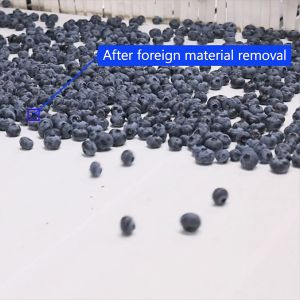 Stainless Steel Blueberry Sorting Machine 360 Degree Rotational Scanning