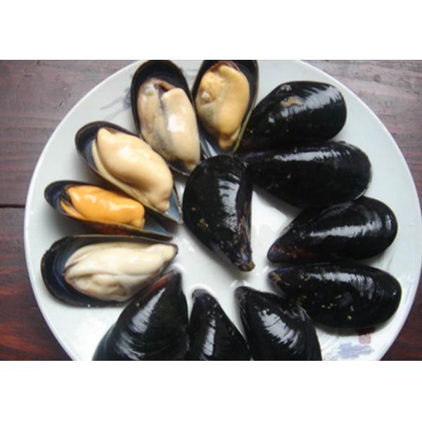 Cooked Mussel Half Shell Mytilus