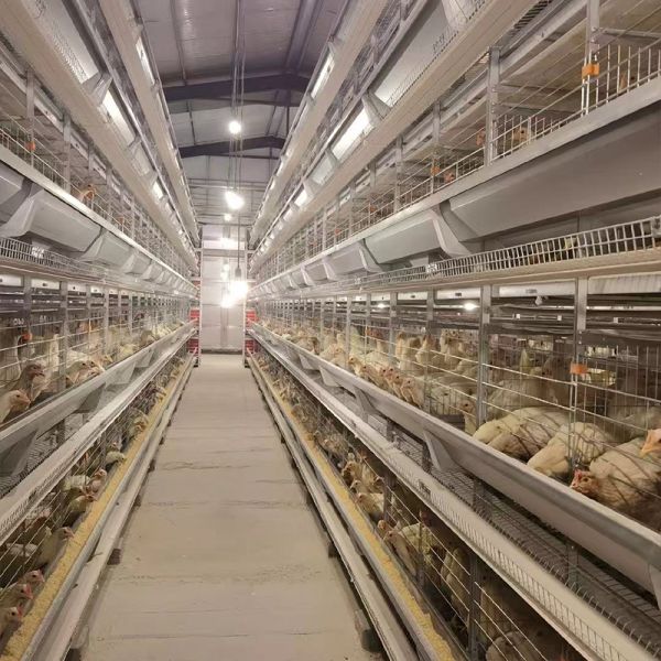 High Efficiency Layers Chicken Hen Cages Multi Tier Automatic Cage Free Aviary Systems for Better Animal Welfare H Type
