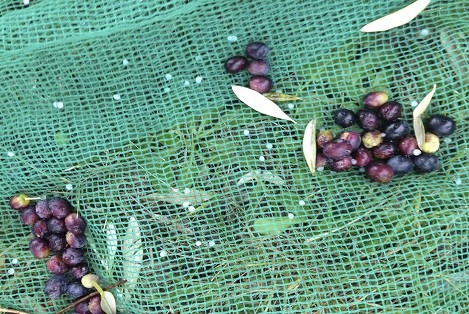 Olive Picking Nets from China