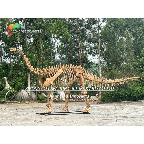 Authentic Personalized Dinosaur Skeleton Model For Outdoor Decoration Shunosaurus Skeleton Replicas