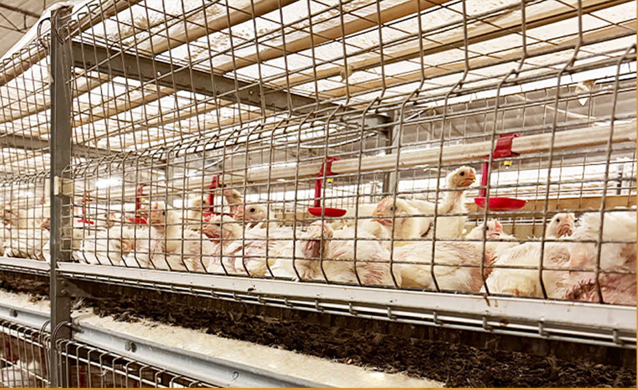 Galvanized H Type Broiler Chicken Cage Durable Battery Cage System for Poultry Farm