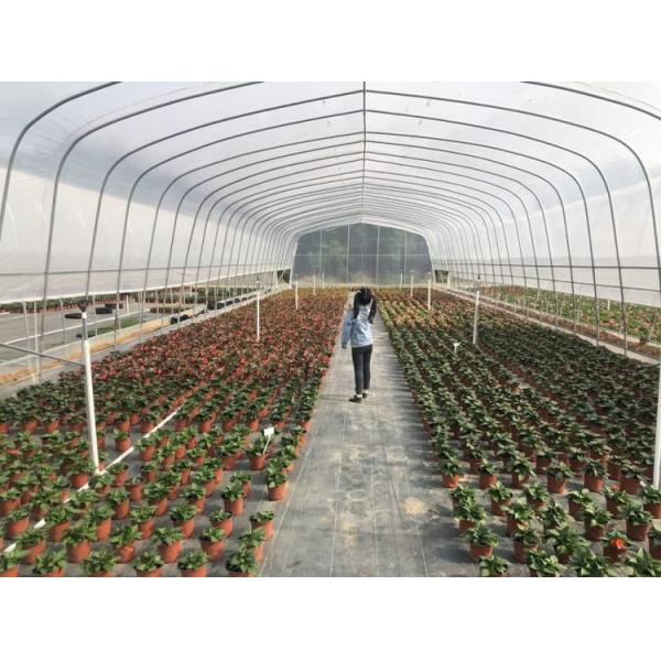 PE PO Film Tunnel Greenhouse Commercial Agricultural Greenhouse Customizable
