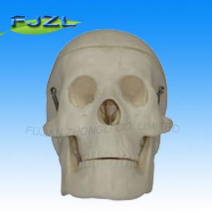 Quality miniature plastic skull model anatomical skull model miniature model for medical teaching for sale