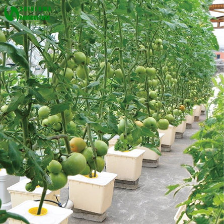 Growing Hydroponic Dutch Bucket 11 Liter Square Dutch Barrel Hydroponic System