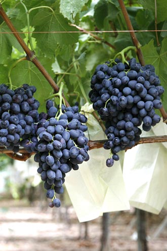 Grape growing paper bag making machine