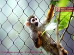 316L Stainless Steel Wire Cable Animal Cage for Zoo Enclosure | China Zoo Mesh