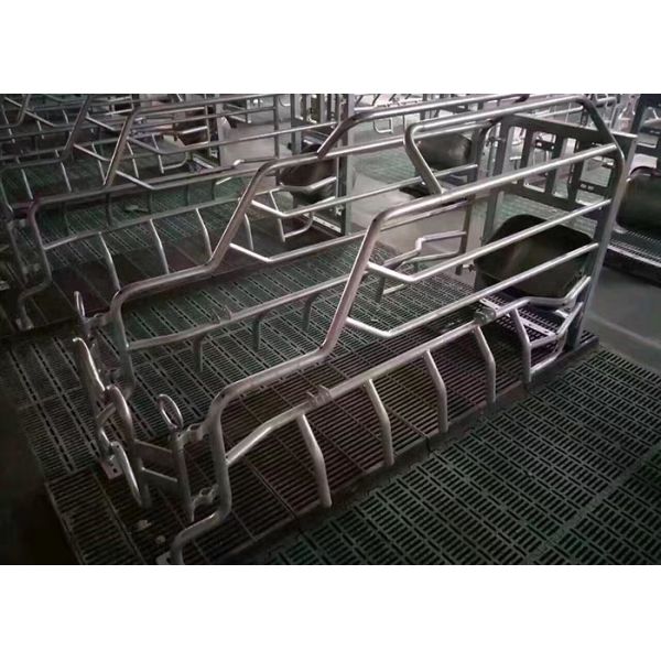 Pig Farming Swine Sow Farrowing Crate Anti Rust Easy Installation